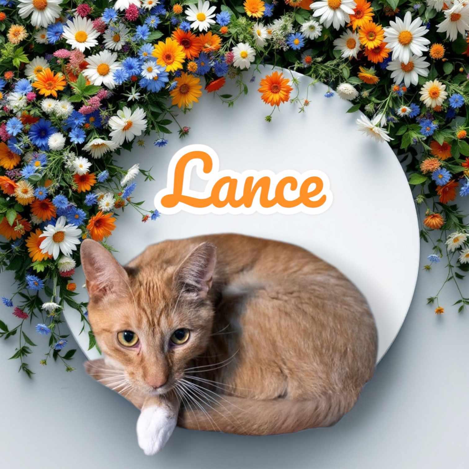 Enlarge Lance, a Adoptable Domestic Short Hair in Lapeer, MI image 4/5