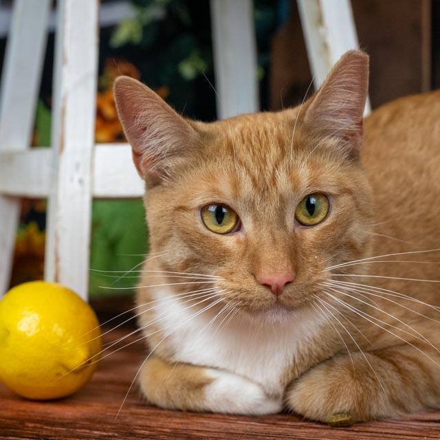 Enlarge Lance, a Adoptable Domestic Short Hair in Lapeer, MI image 2/5