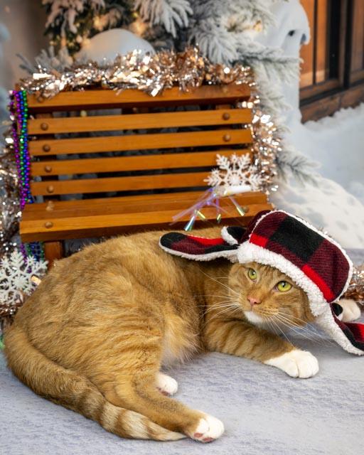 Enlarge Lance, a Adoptable Domestic Short Hair in Lapeer, MI image 1/6