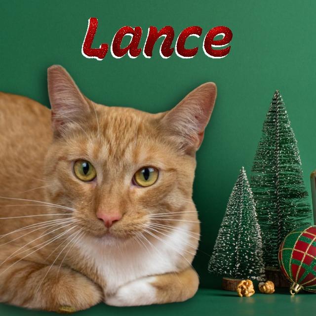 Enlarge Lance, a Adoptable Domestic Short Hair in Lapeer, MI image 1/5