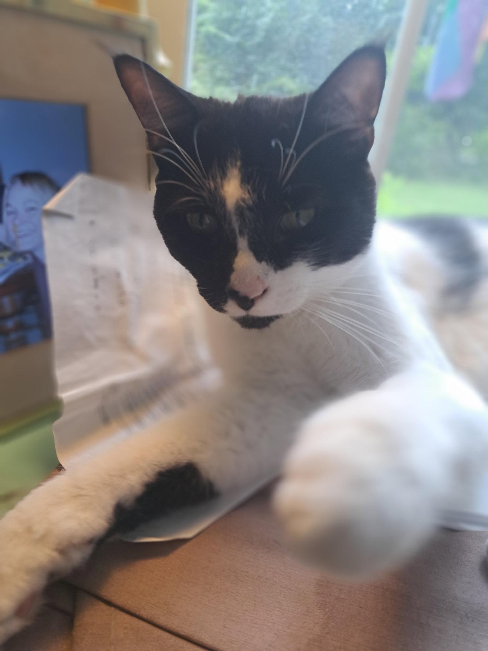 Duncan, Willow Grove Area, (FCID 06/09/25-152) SN, Adoptable, Young Male Domestic Short Hair.