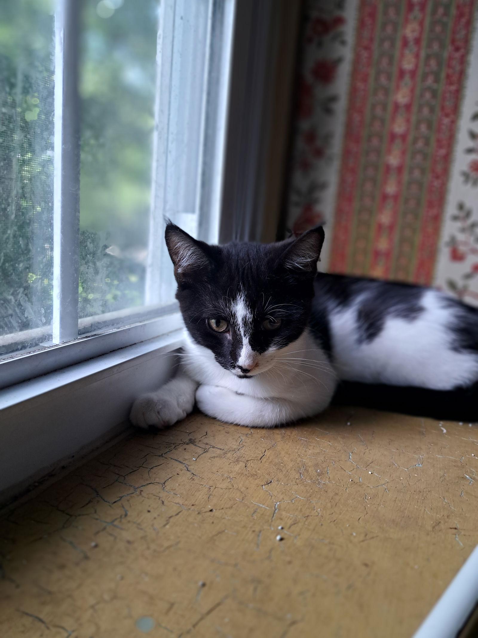 Enlarge Duncan, Willow Grove Area, (FCID 06/09/2025-152), a Adoptable Domestic Short Hair in Greenville, DE image 2/3