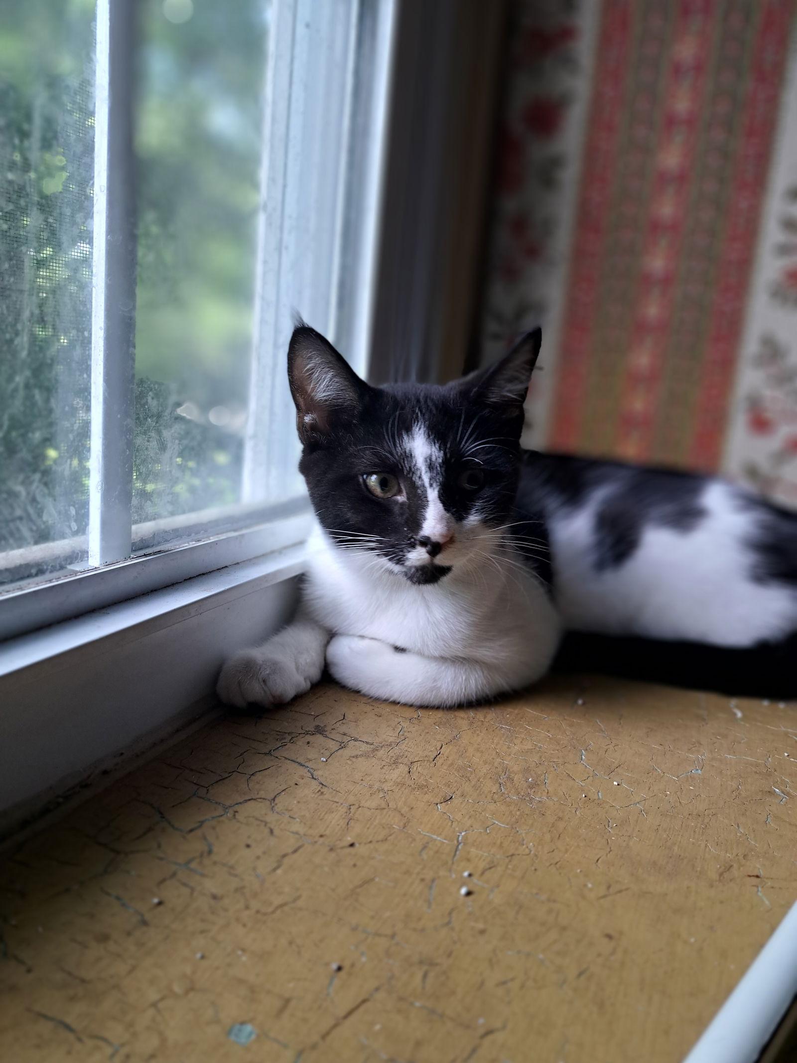 Enlarge Duncan, Willow Grove Area, (FCID 06/09/2025-152), a Adoptable Domestic Short Hair in Greenville, DE image 3/3