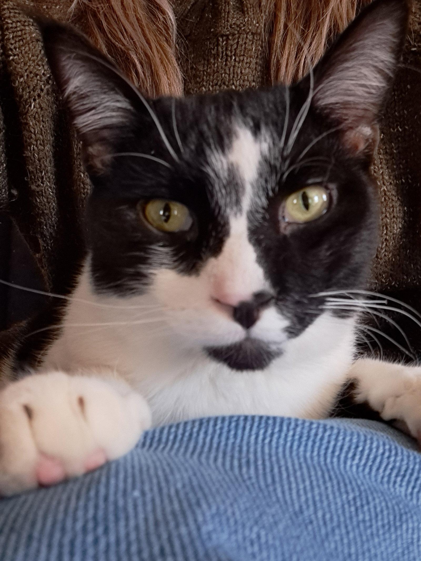 Duncan, Willow Grove Area, (FCID 06/09/25-152) SN, a Adoptable Domestic Short Hair in Greenville, DE image 2/3