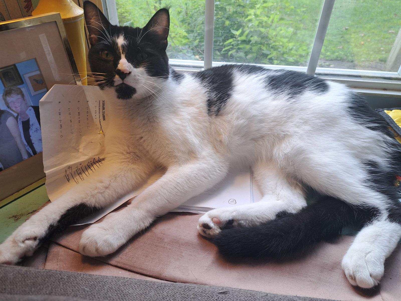 Duncan, Willow Grove Area, (FCID 06/09/25-152) SN, a Adoptable Domestic Short Hair in Greenville, DE image 3/3