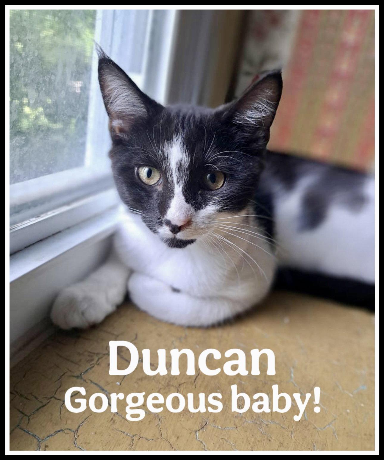 Enlarge Duncan, Willow Grove Area, (FCID 06/09/2025-152), a Adoptable Domestic Short Hair in Greenville, DE image 1/3