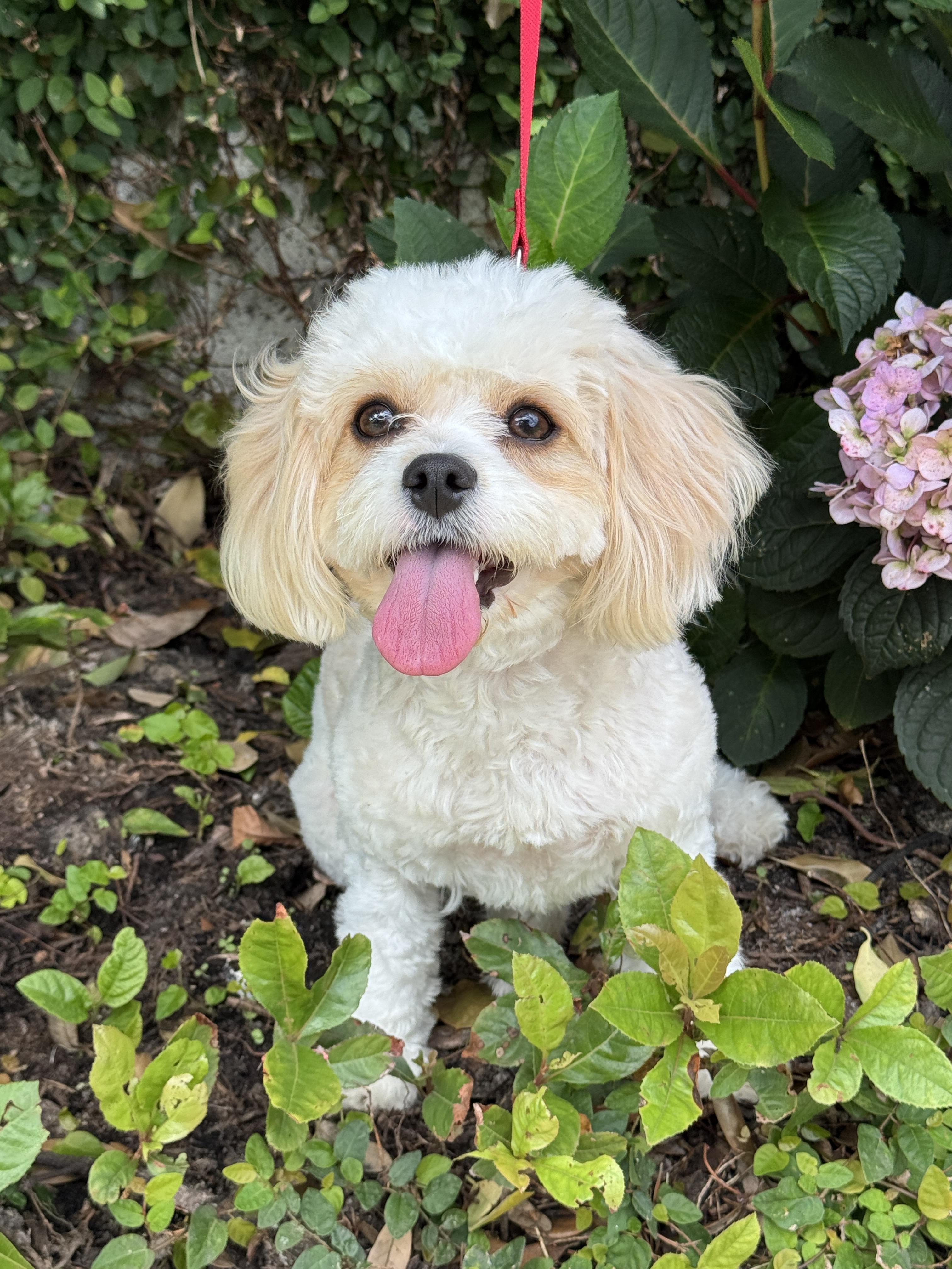 Enlarge Kenzie, an adopted mixed breed in Houston, TX image 6/6