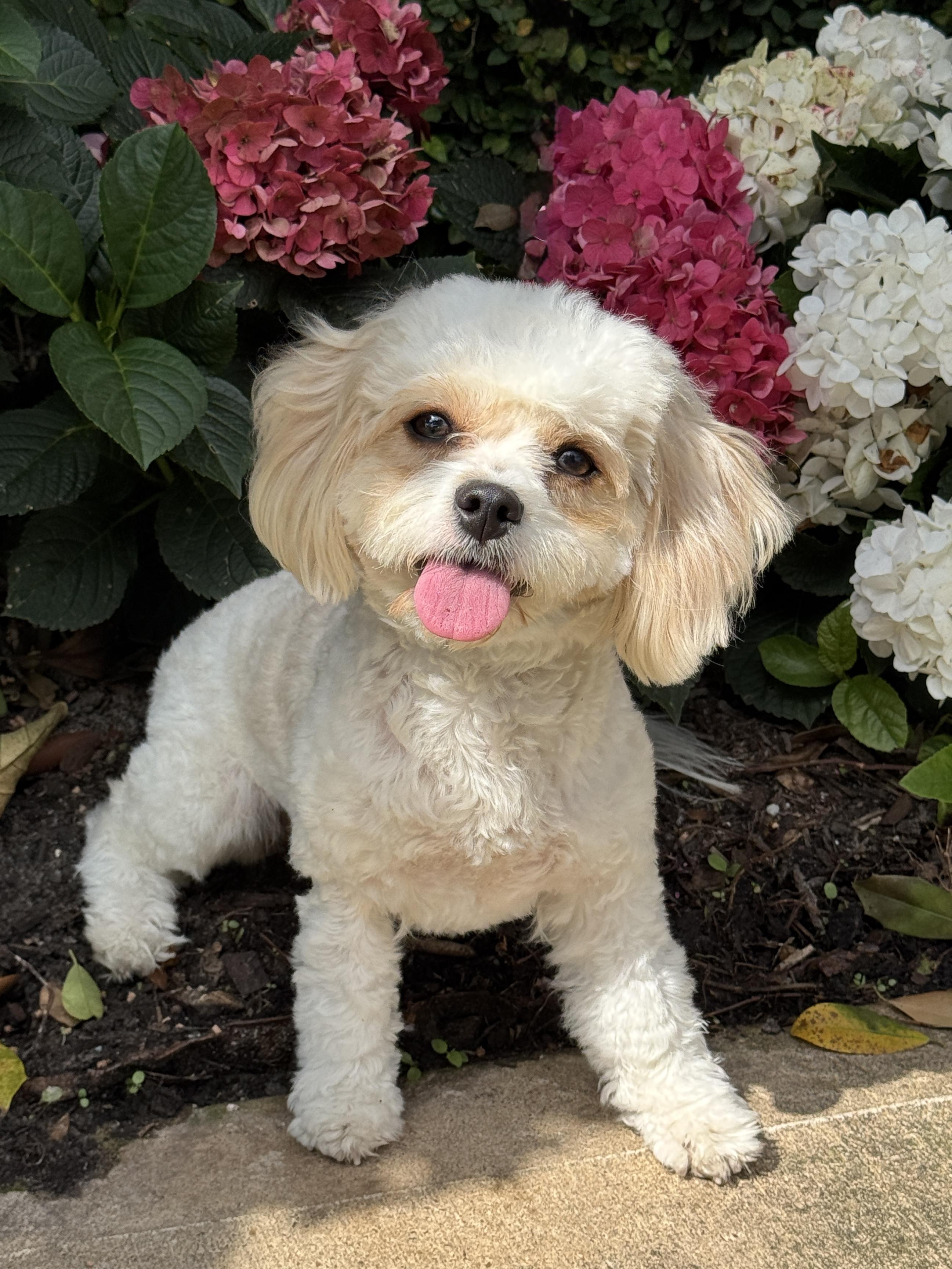 Enlarge Kenzie, an adopted mixed breed in Houston, TX image 4/6