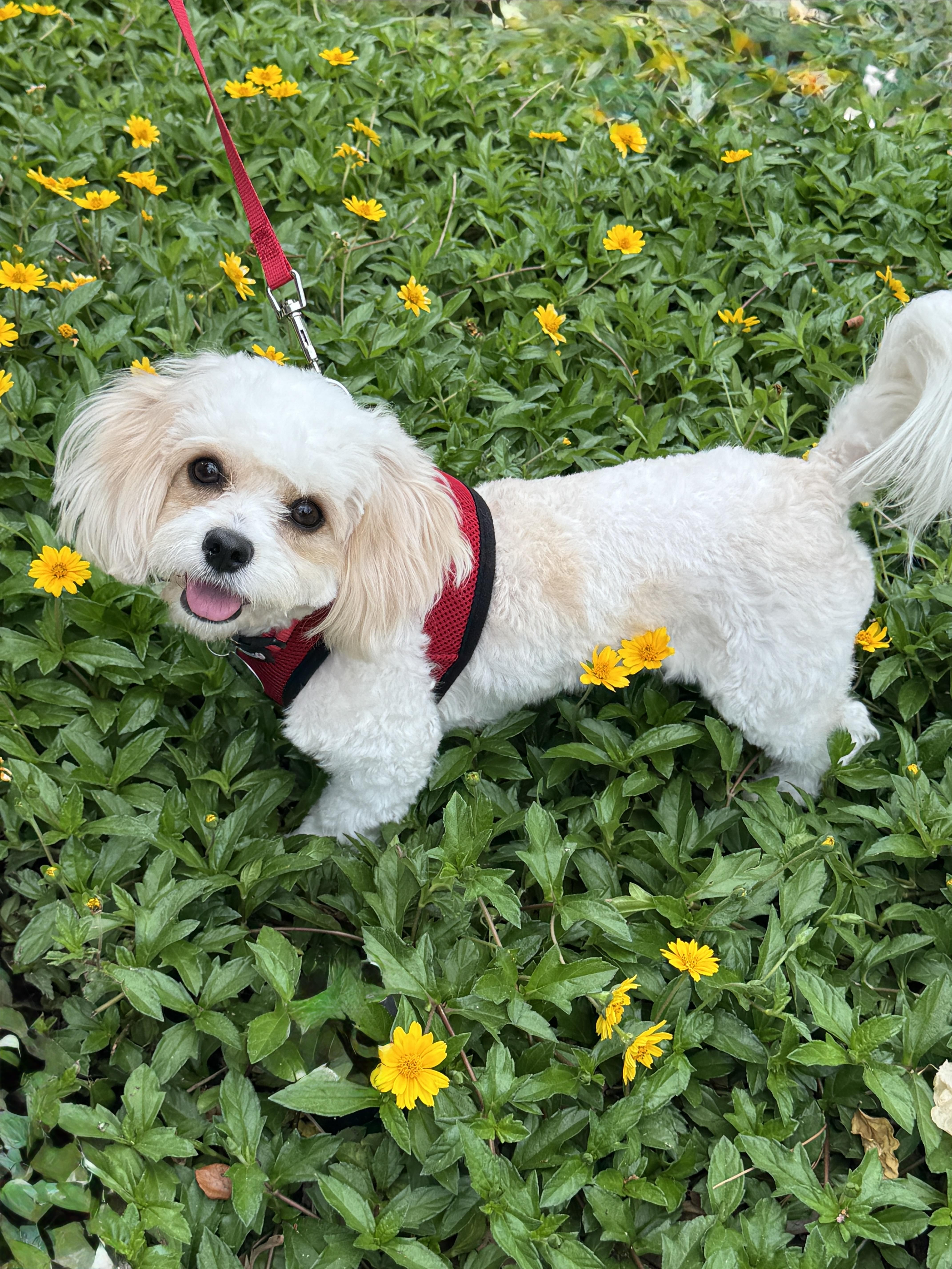 Enlarge Kenzie, an adopted mixed breed in Houston, TX image 5/6