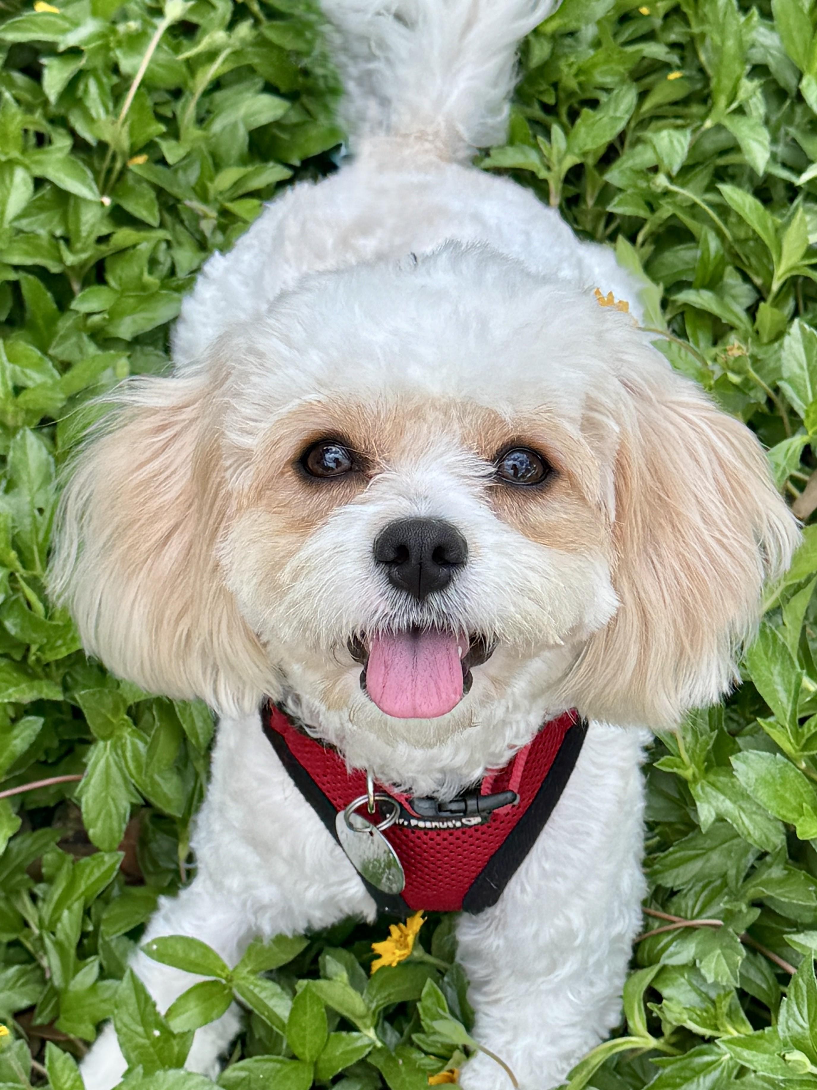 Enlarge Kenzie, an adopted mixed breed in Houston, TX image 2/6