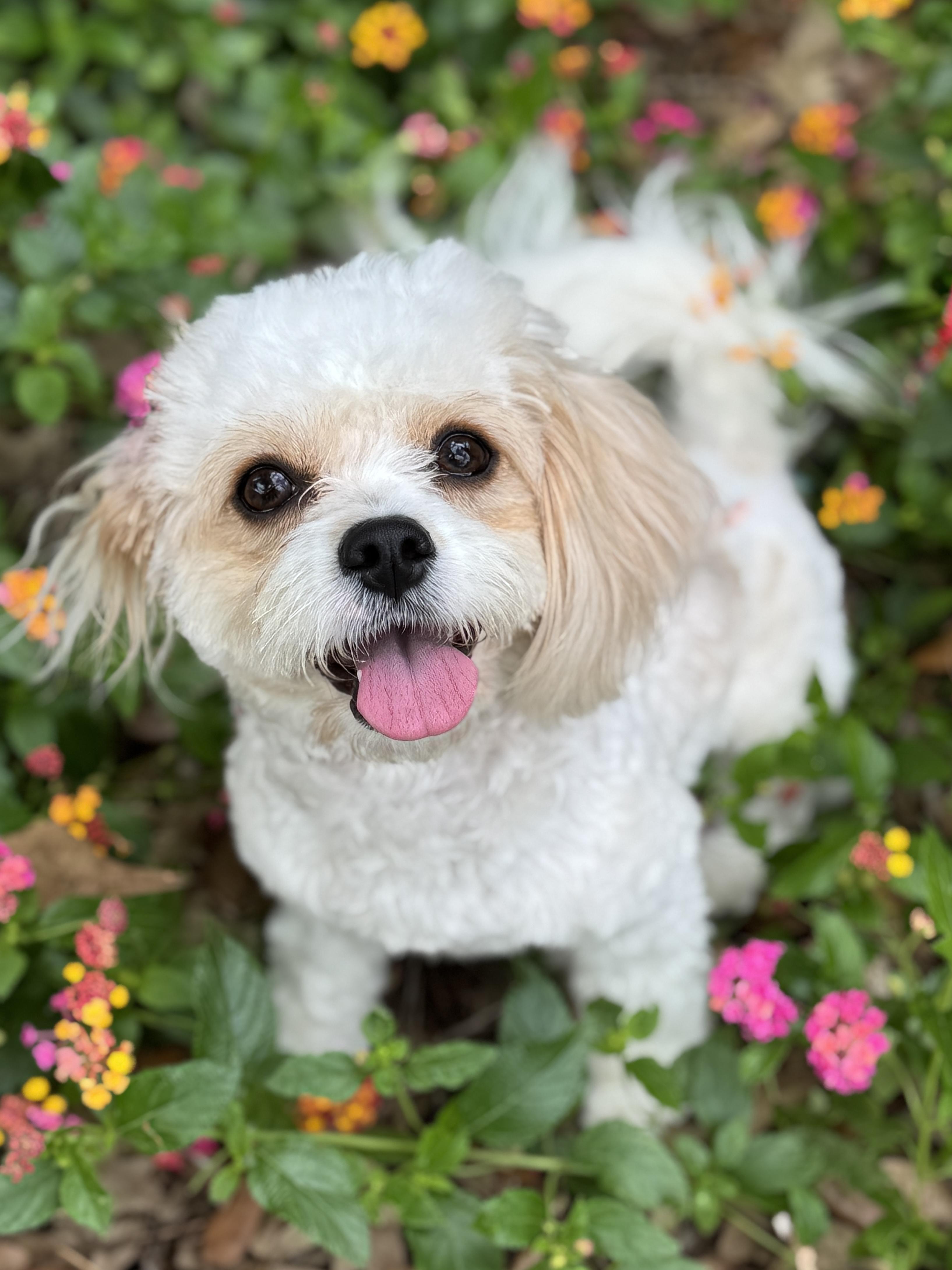 Kenzie, adopted, Young Female Bichon Frise & Cavalier King Charles Spaniel.
