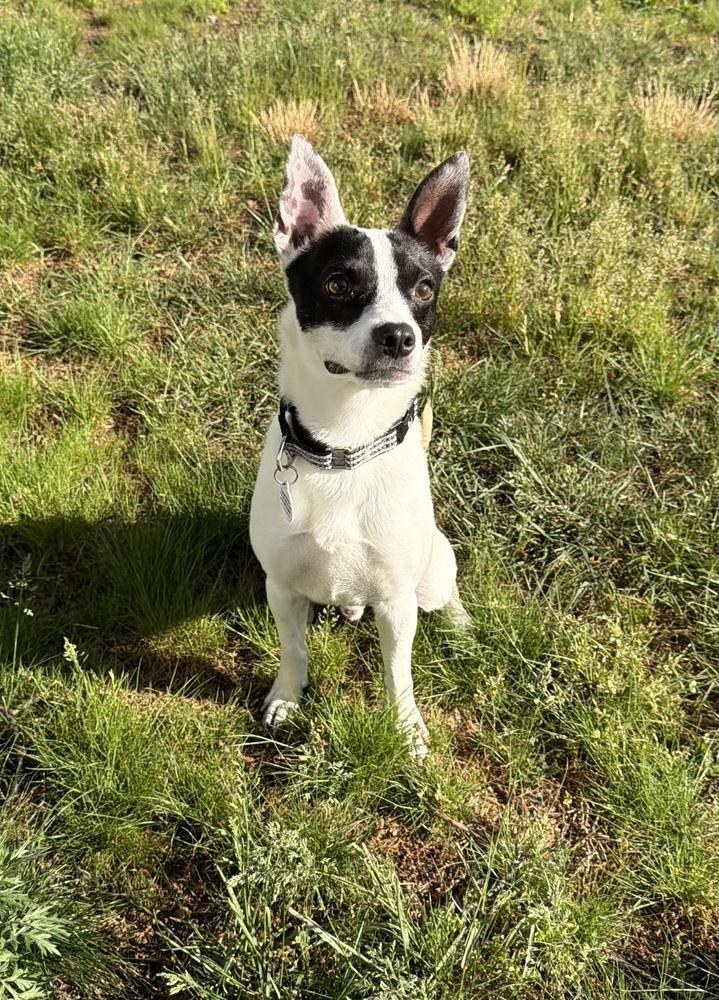 Bandit, a Adoptable mixed breed in Willingboro, NJ image 1/5