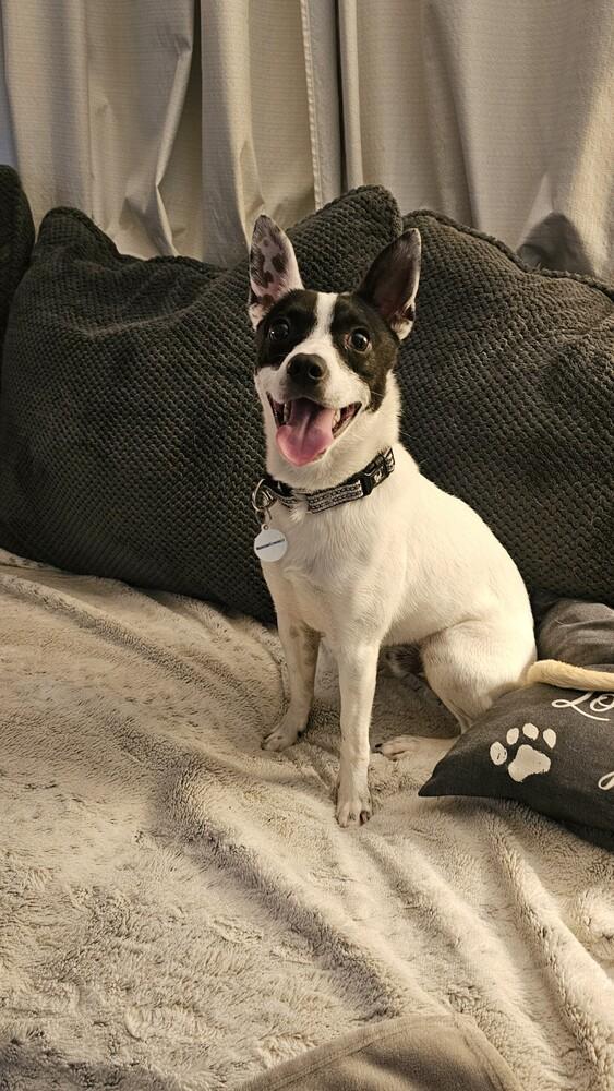 Bandit, a Adoptable mixed breed in Willingboro, NJ image 2/5