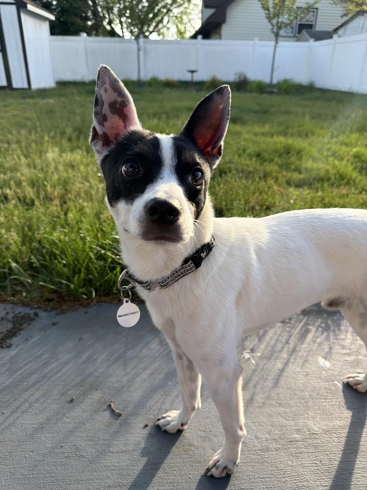 Bandit, a Adoptable mixed breed in Willingboro, NJ image 5/5