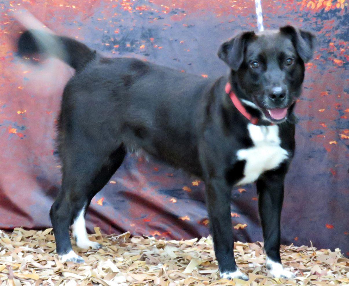Enlarge Diego, a Adoptable mixed breed in Lexington, VA image 3/4