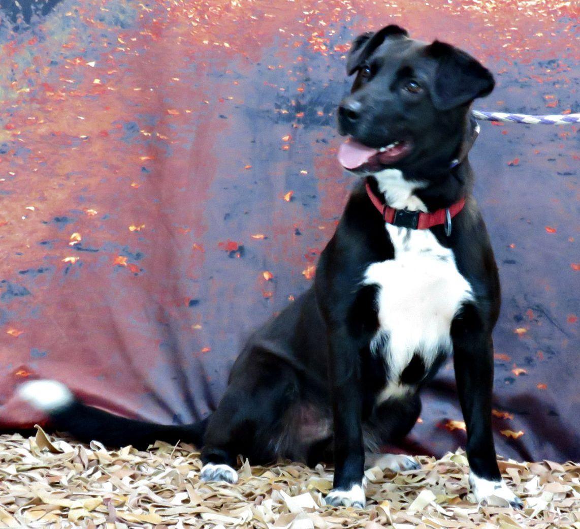 Enlarge Diego, a Adoptable mixed breed in Lexington, VA image 4/4