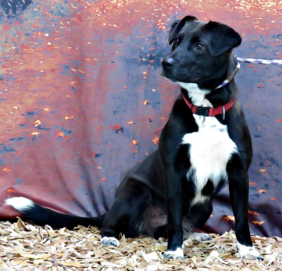 Enlarge Diego, a Adoptable mixed breed in Lexington, VA image 2/4