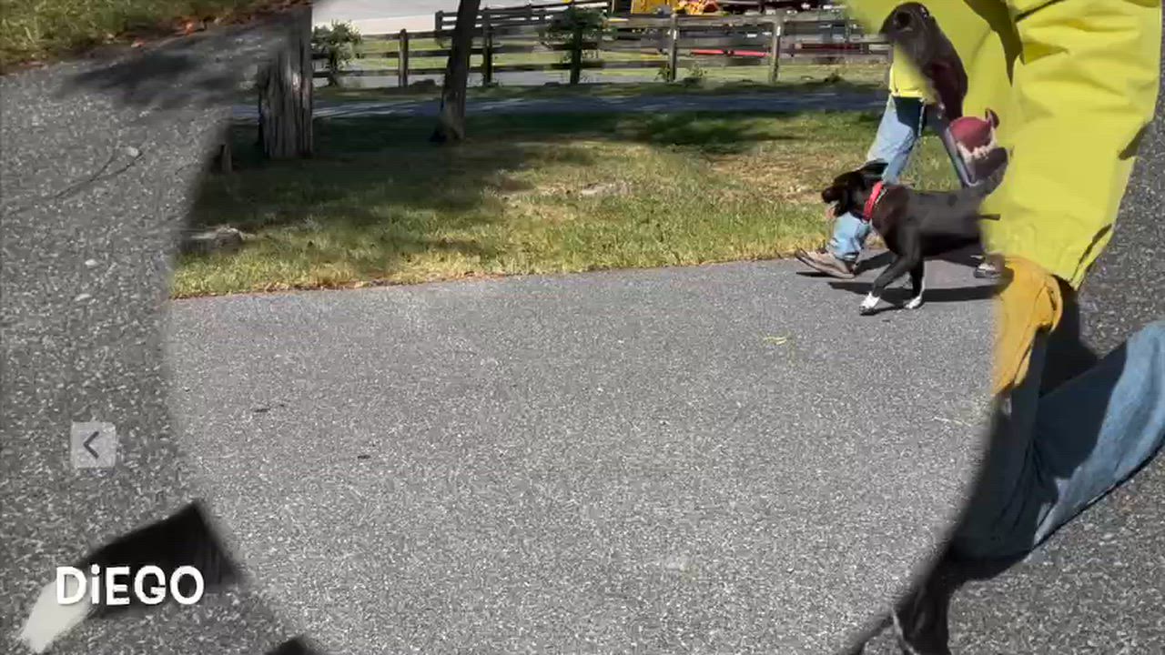 Enlarge Diego, a Adoptable mixed breed in Lexington, VA video 1/4