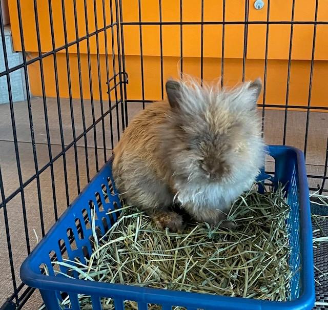 Enlarge BENJAMIN, a Adoptable Bunny Rabbit in Rancho Cucamonga, CA image 1/1