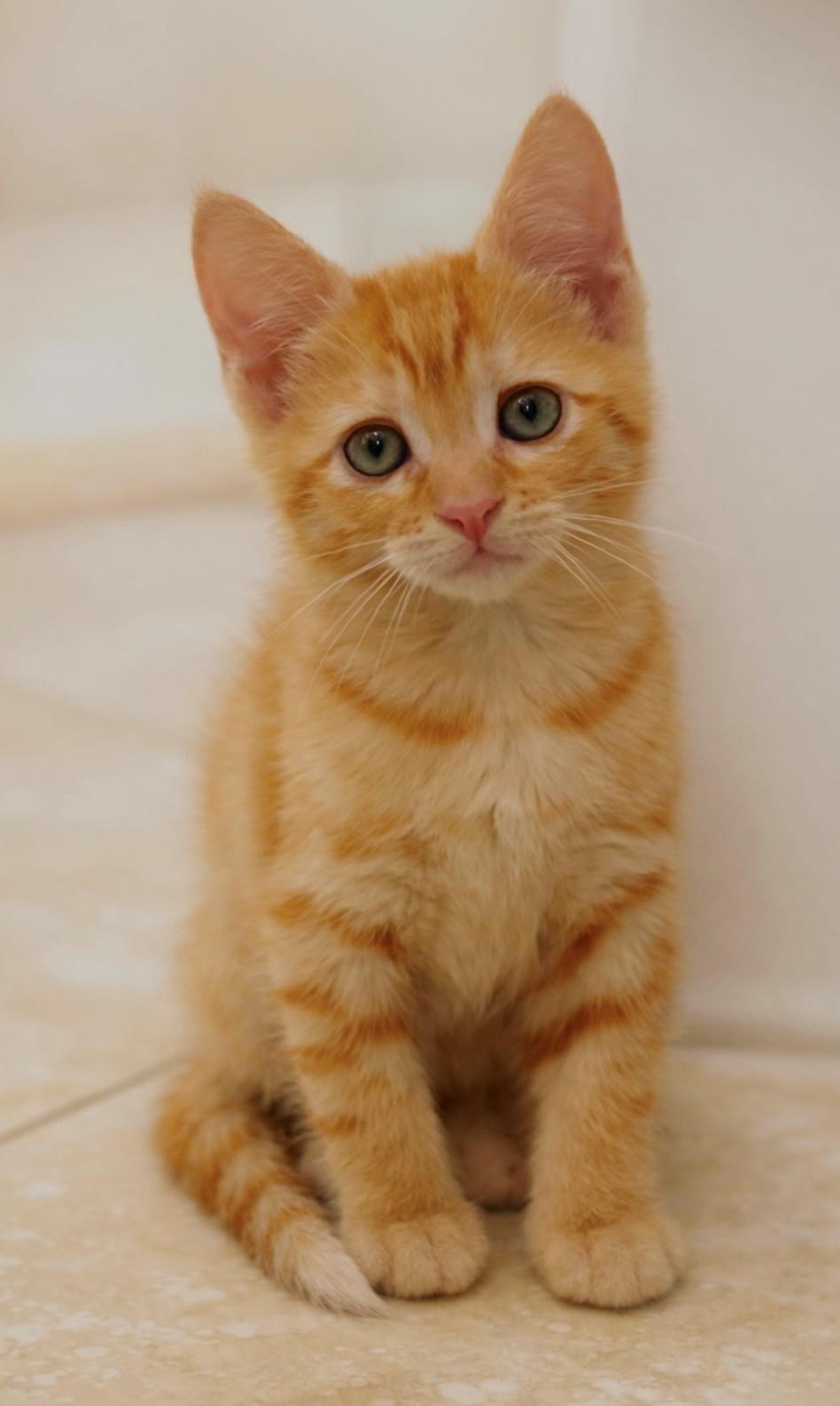 Spongie, an adopted Domestic Short Hair in DELRAY Beach, FL image 1/2