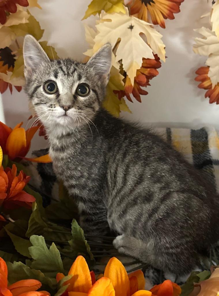 7/18/25 - Adams, Adoptable, Kitten Male Domestic Short Hair.