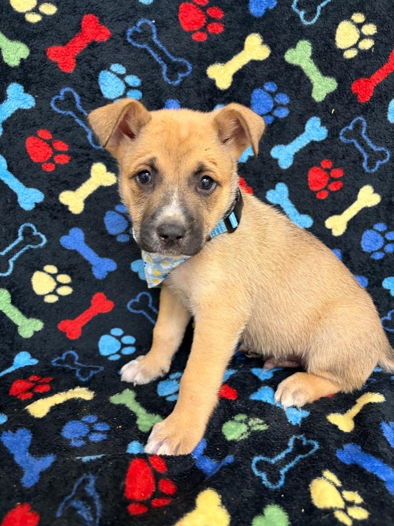 Pigmy, Adoptable, Puppy Male Shepherd & Labrador Retriever.