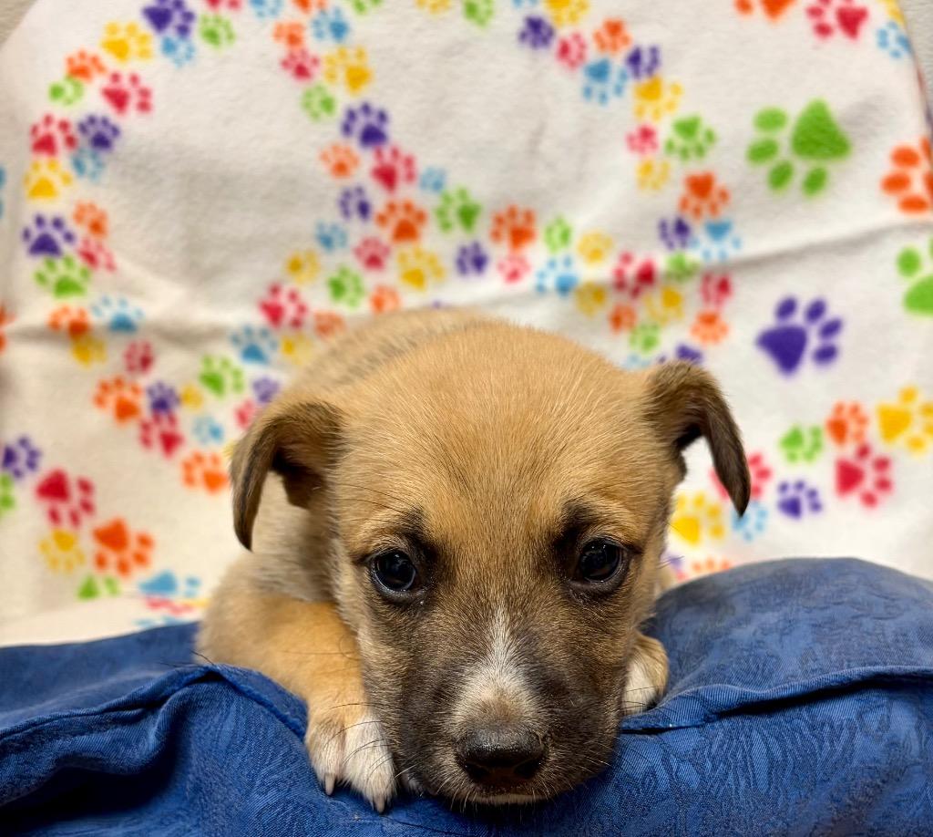 Enlarge Pigmy, a Adoptable mixed breed in Clinton, SC image 2/2