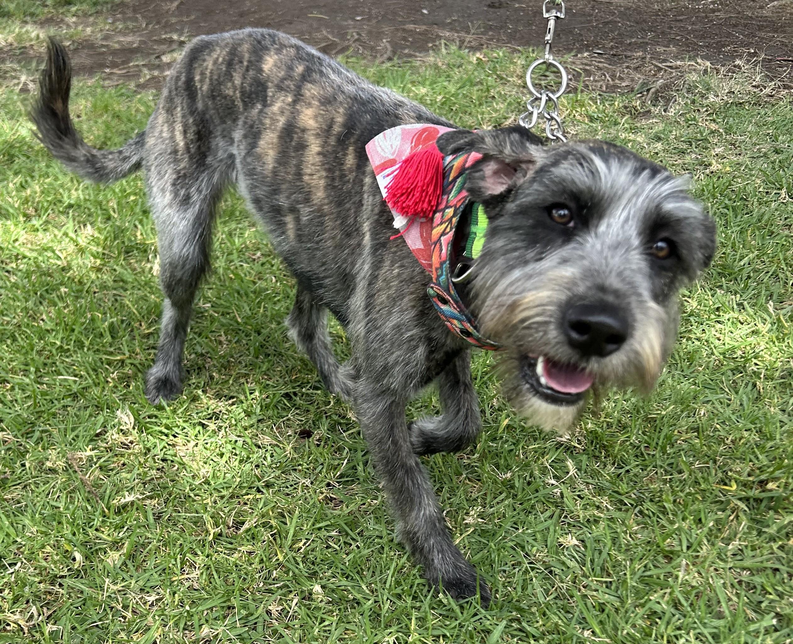 LULU, a ADOPTABLE mixed breed in Bell Gardens, CA image 2/6