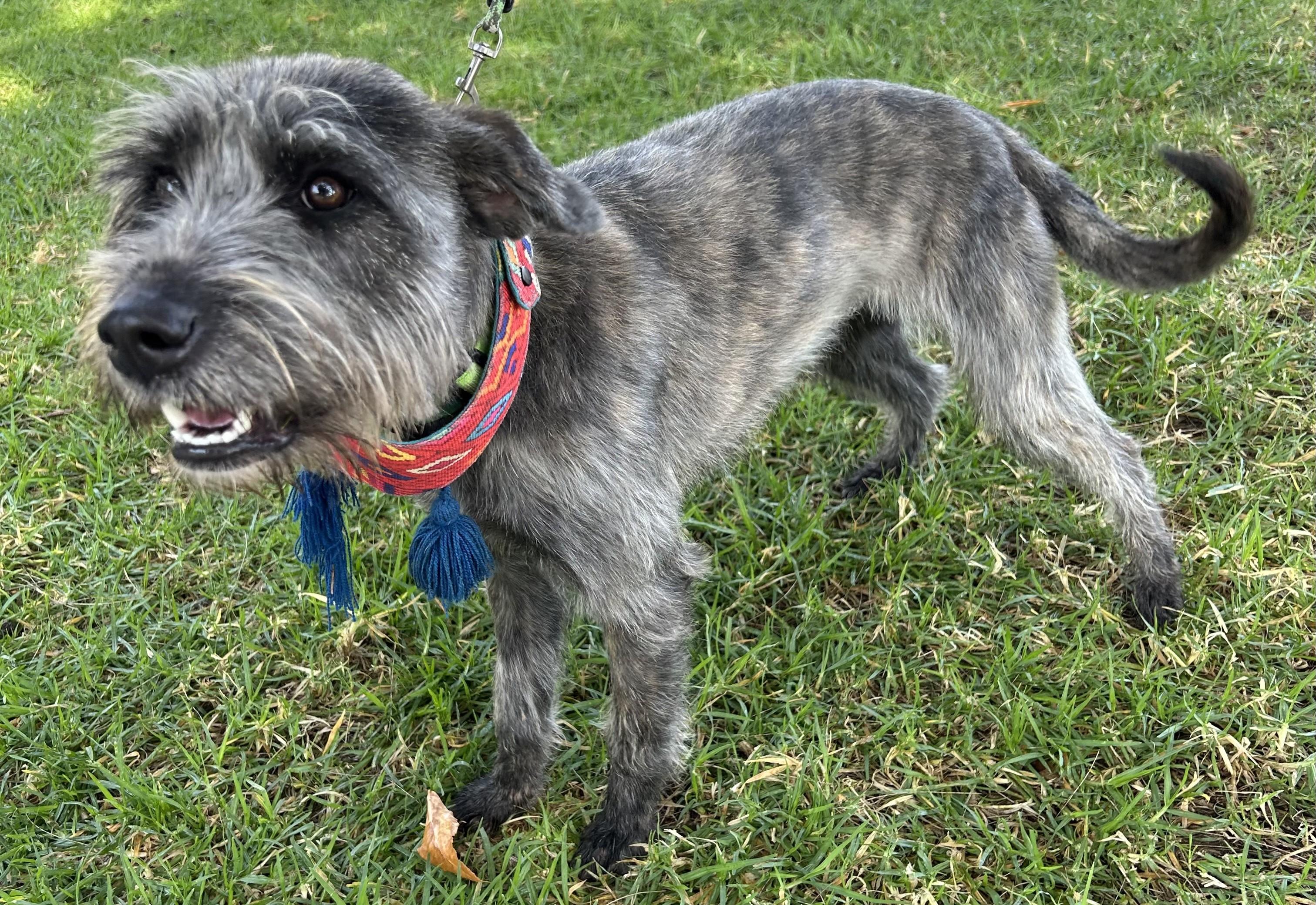 LULU, a ADOPTABLE mixed breed in Bell Gardens, CA image 2/6