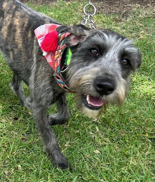 LULU, a ADOPTABLE mixed breed in Bell Gardens, CA image 1/6