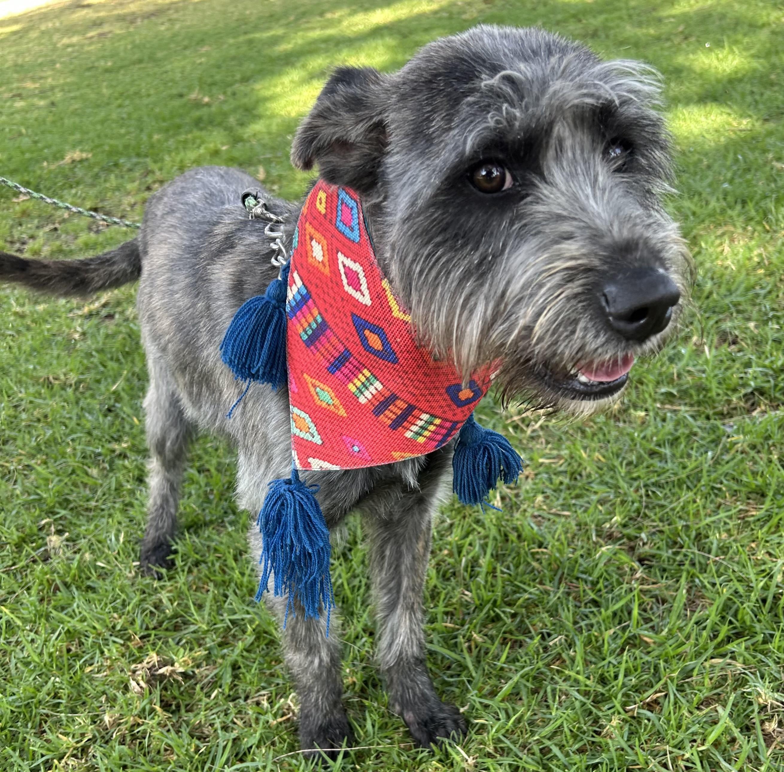 LULU, a ADOPTABLE mixed breed in Bell Gardens, CA image 6/6