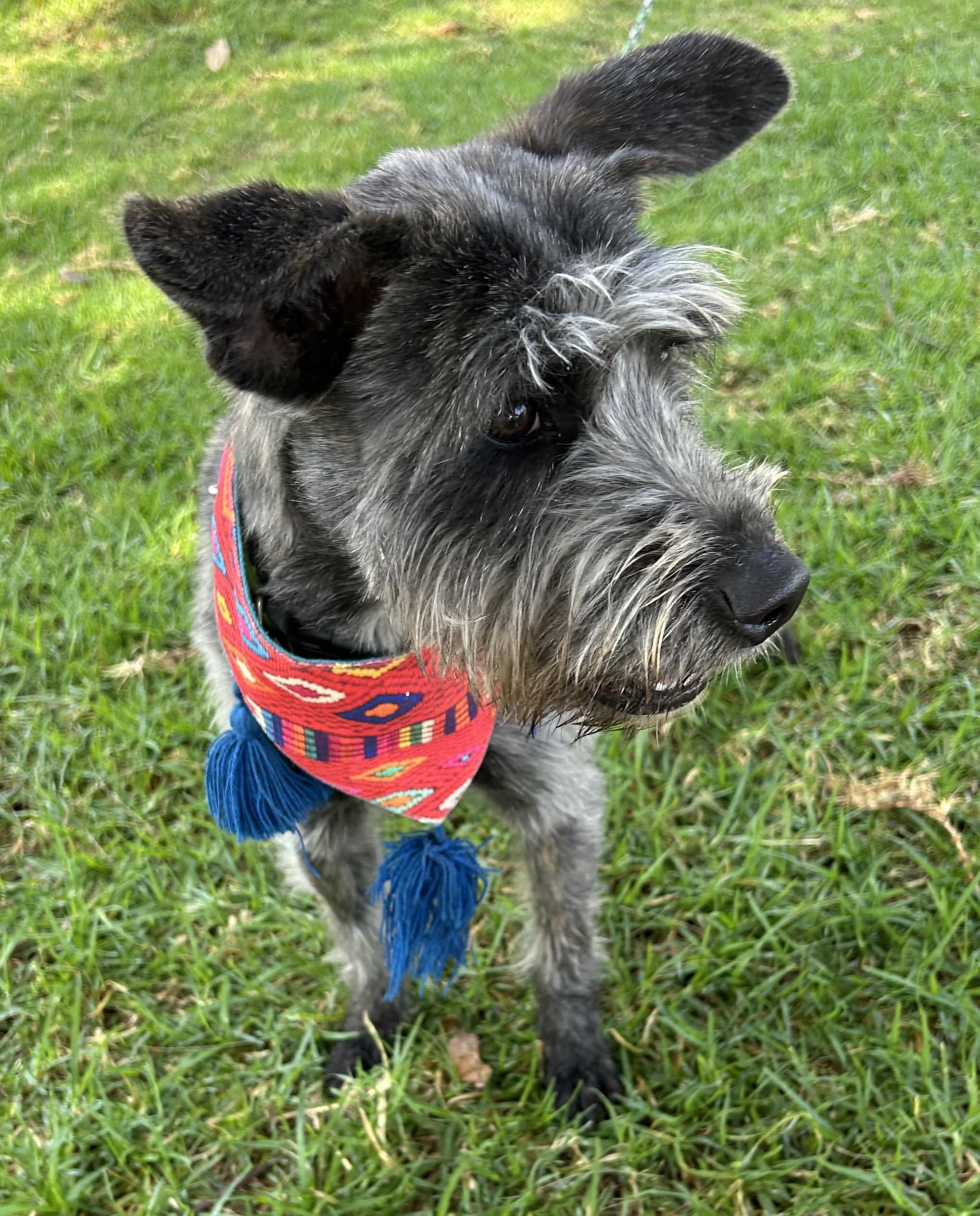 LULU, a ADOPTABLE mixed breed in Bell Gardens, CA image 3/6