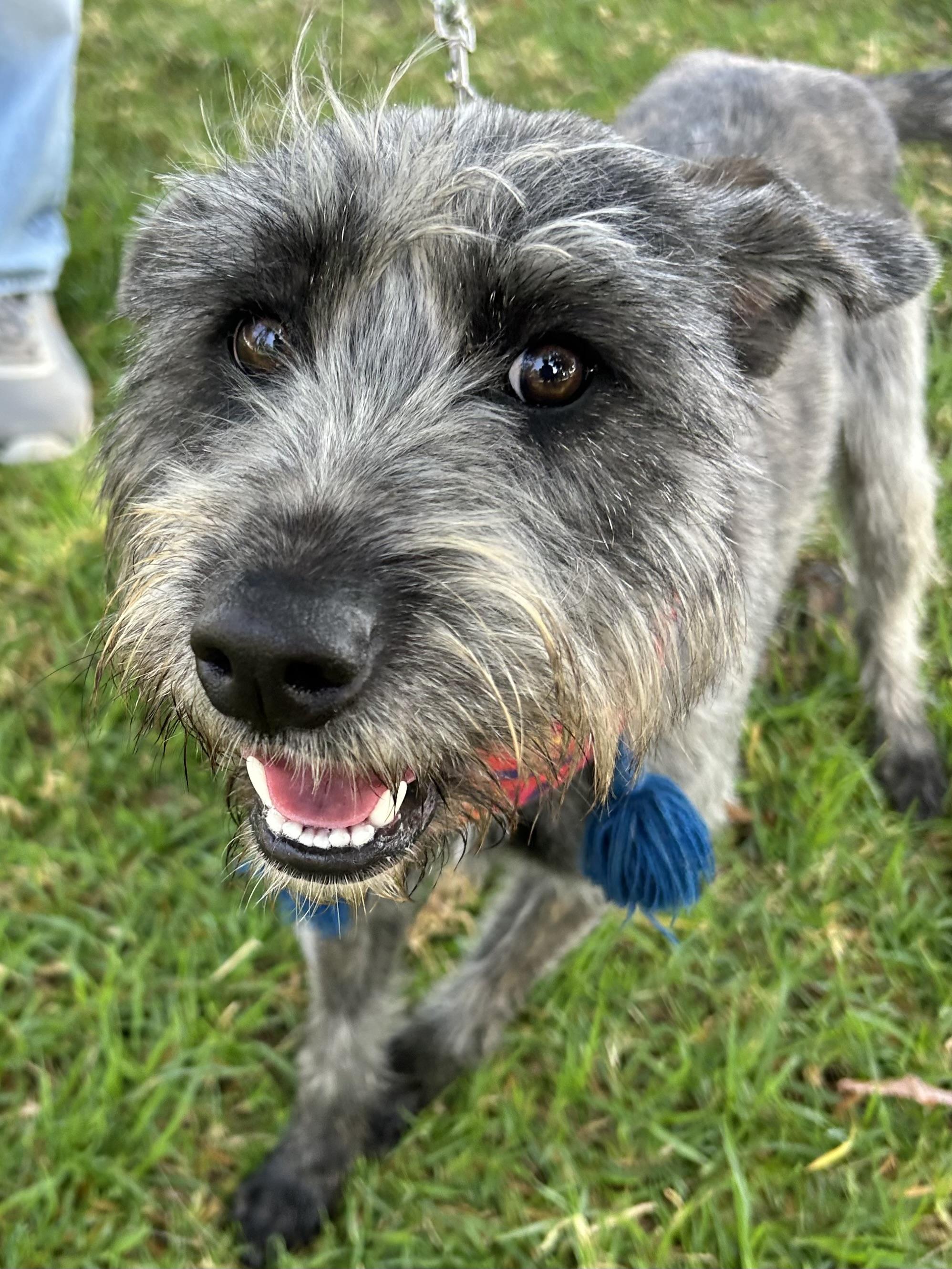 LULU, a ADOPTABLE mixed breed in Bell Gardens, CA image 5/6