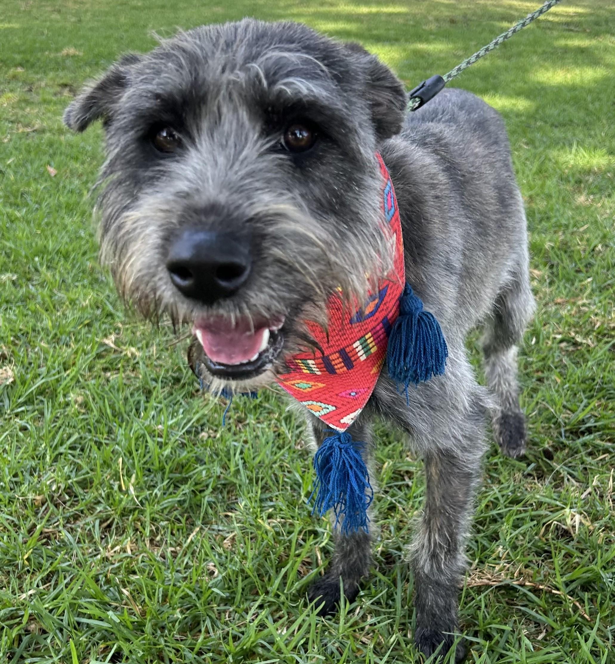 LULU, a ADOPTABLE mixed breed in Bell Gardens, CA image 4/6