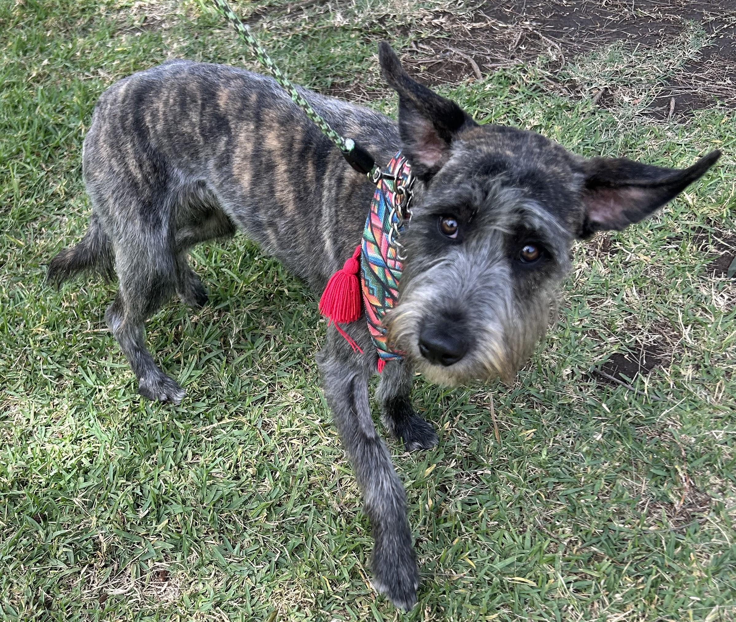 LULU, a ADOPTABLE mixed breed in Bell Gardens, CA image 4/6