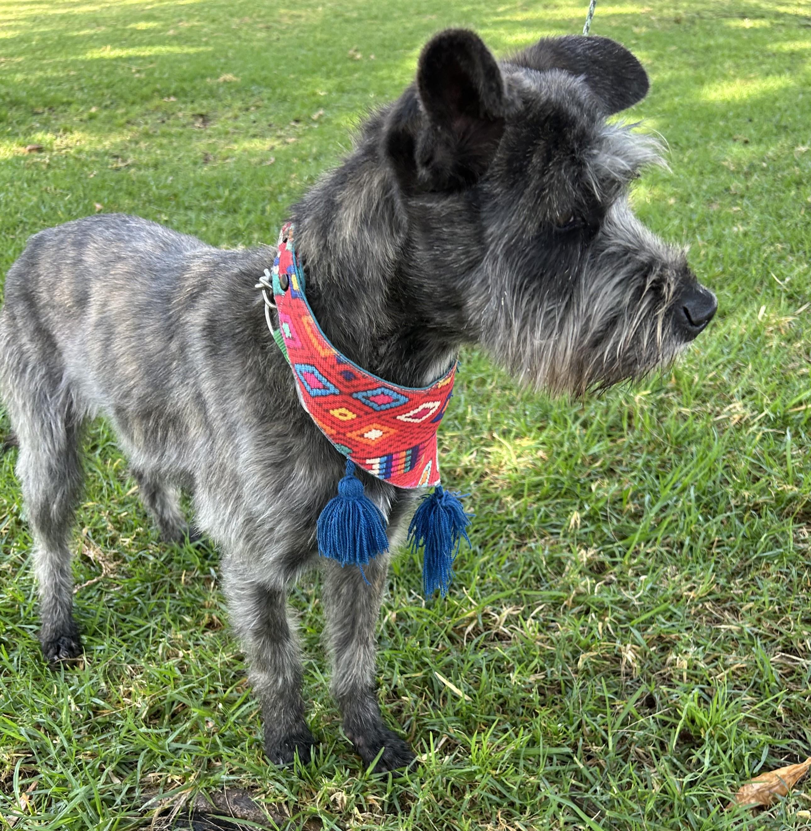 LULU, a ADOPTABLE mixed breed in Bell Gardens, CA image 1/6
