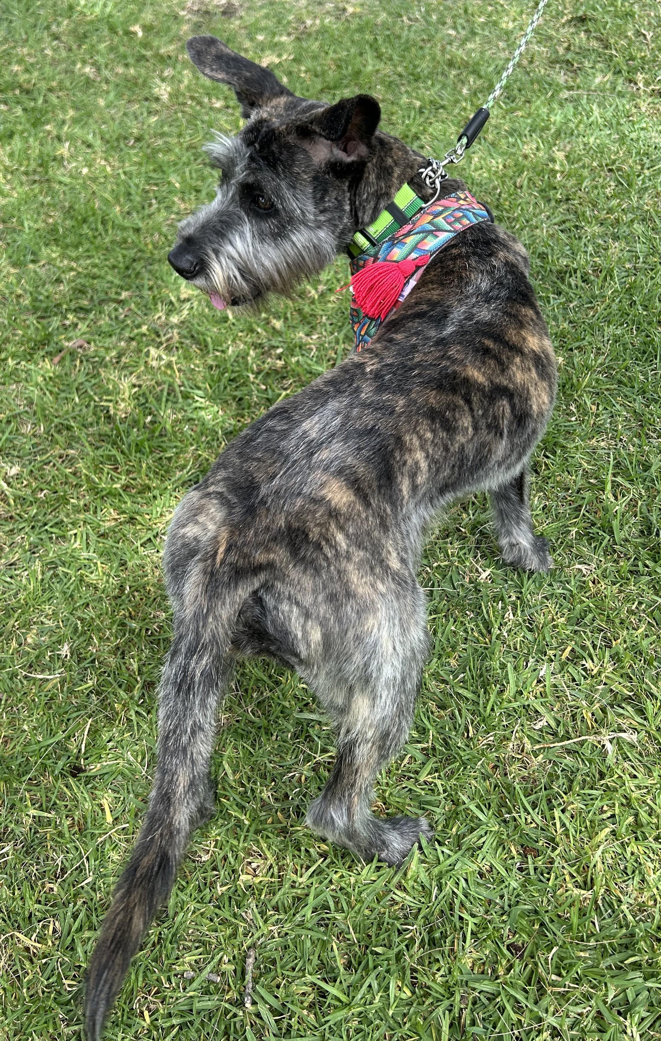 LULU, a ADOPTABLE mixed breed in Bell Gardens, CA image 6/6
