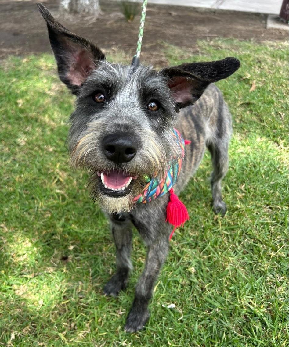 LULU, a ADOPTABLE mixed breed in Bell Gardens, CA image 3/6
