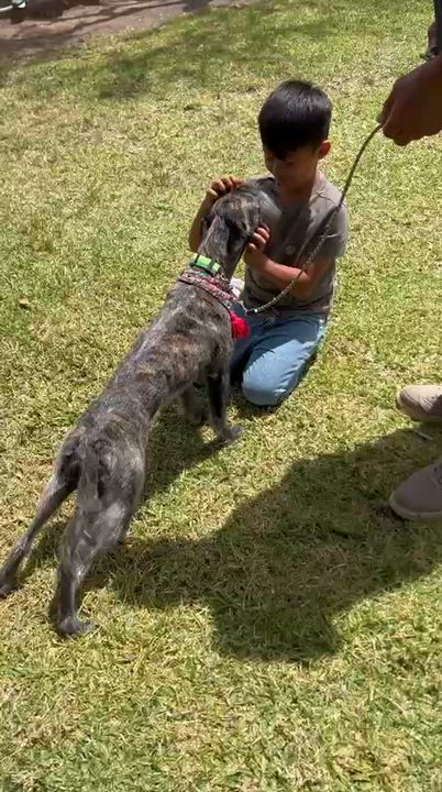 Enlarge LULU, a ADOPTABLE mixed breed in Bell Gardens, CA video 5/6