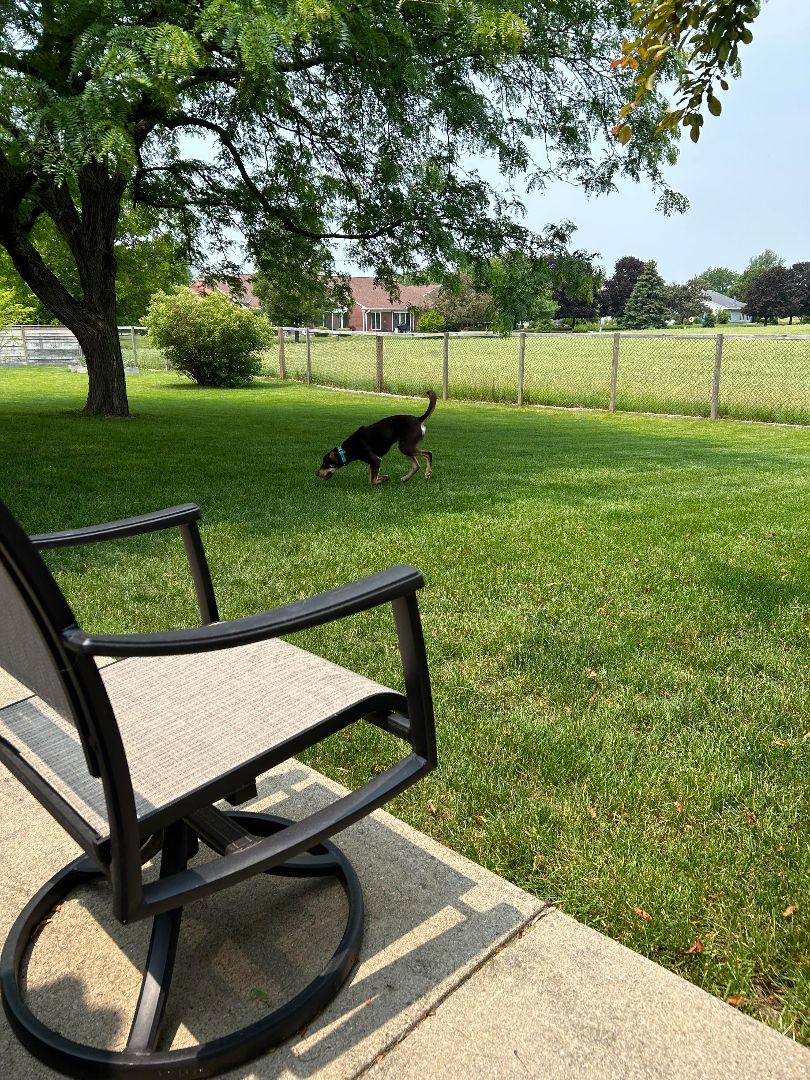 Buck, a Adopted mixed breed in Kokomo, IN image 1/12