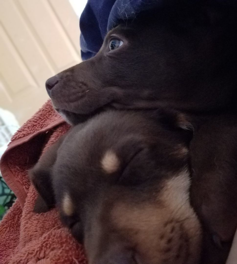 Buck, a Adopted mixed breed in Kokomo, IN image 2/12