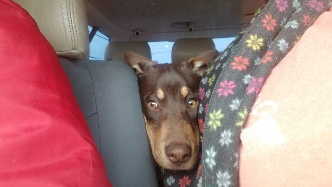 Buck, a Adopted mixed breed in Kokomo, IN image 3/12