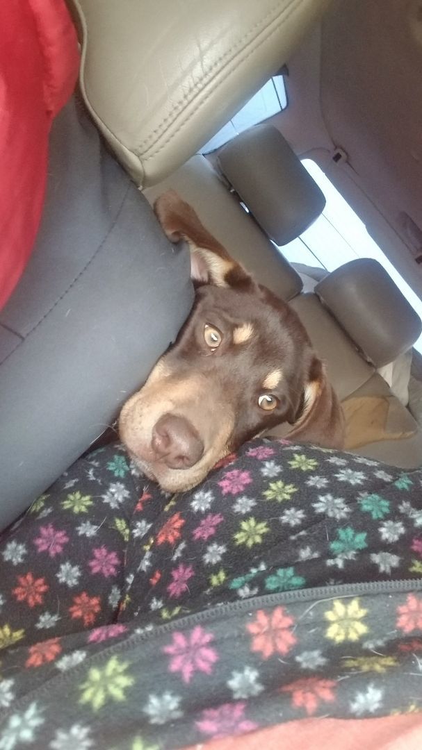 Buck, a Adopted mixed breed in Kokomo, IN image 4/12