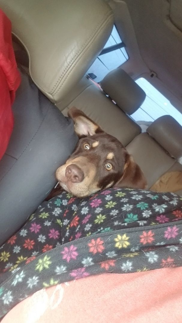 Buck, a Adopted mixed breed in Kokomo, IN image 5/12