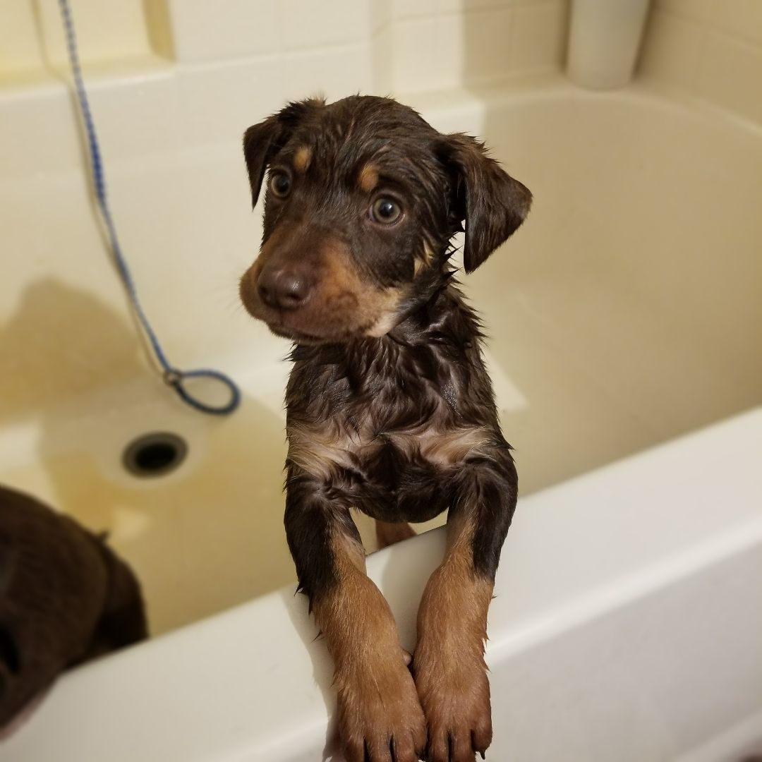 Buck, a Adopted mixed breed in Kokomo, IN image 6/12