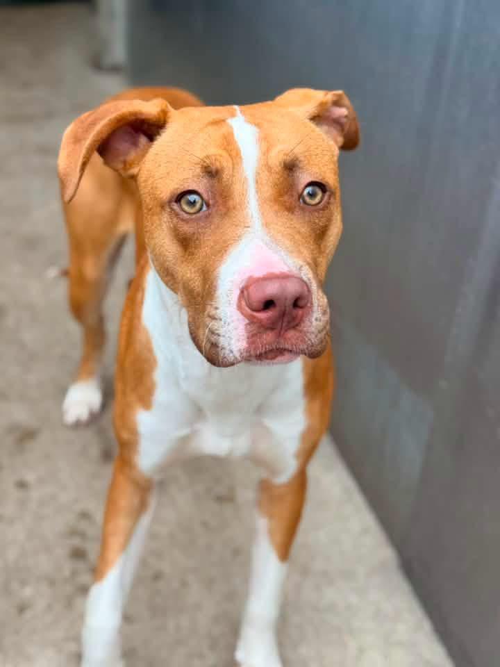 Natalee, a ADOPTABLE Pit Bull Terrier in Chicago, IL image 4/5