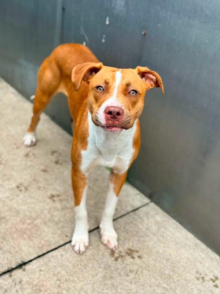 Natalee, a ADOPTABLE Pit Bull Terrier in Chicago, IL image 3/5