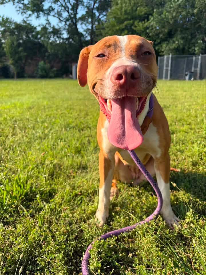 Natalee, a ADOPTABLE Pit Bull Terrier in Chicago, IL image 2/5