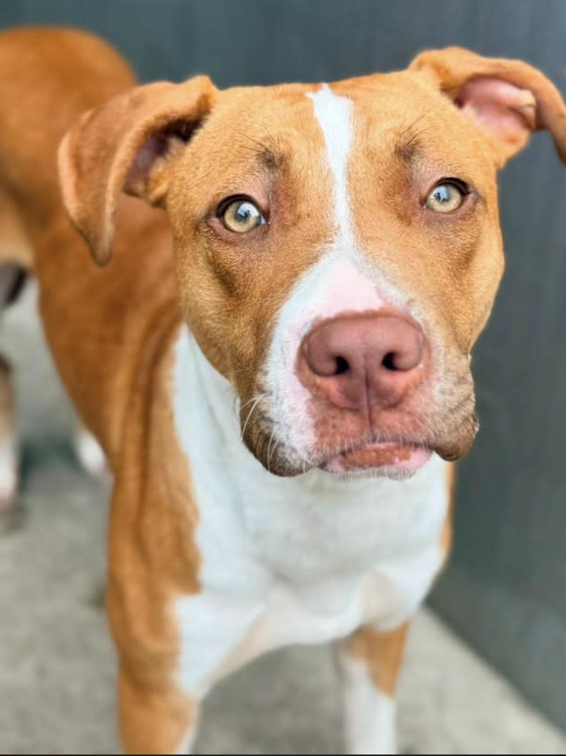 Natalee, ADOPTABLE, Adult Female Pit Bull Terrier.