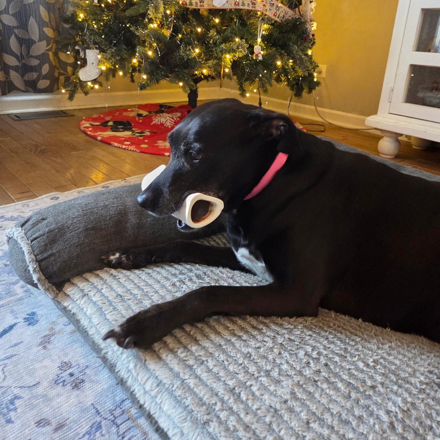 Trixie — thumbnail 2